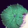 Metallic Green Rhodactis Mushroom