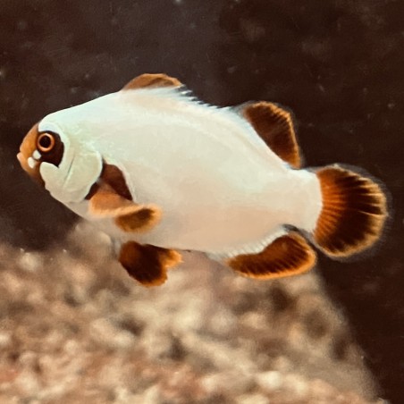 Maroon Gold Nugget Clownfish (Premnas biaculeatus)