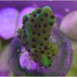 Neon Green Purple Confusa Montipora  frag C3-4-