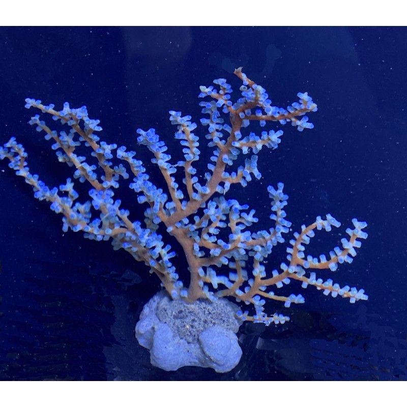 Blueberry Gorgonian N4