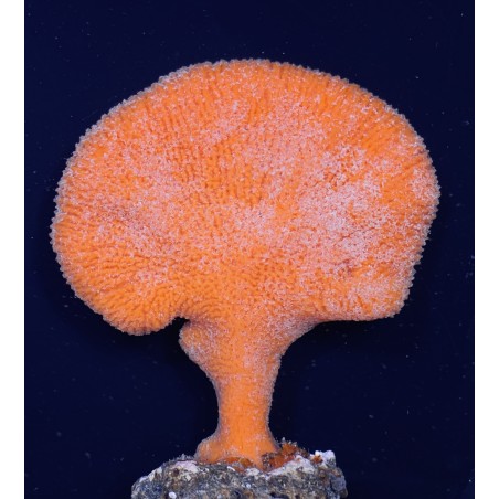 Orange Fan Sponge