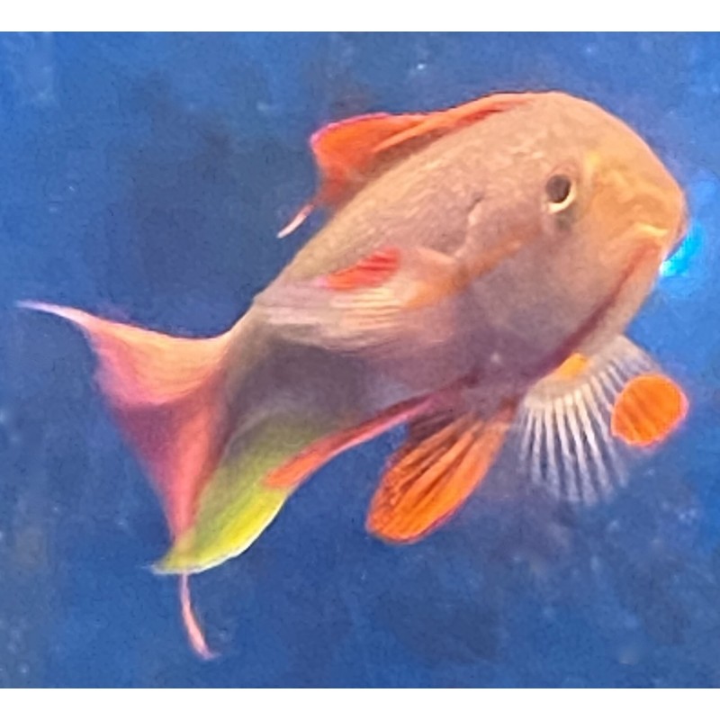 Male Lyretail Red Anthias (Pseudanthias squamipinnis)