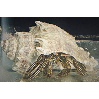 Thin Striped Hermit (Clibanarius vittatus)