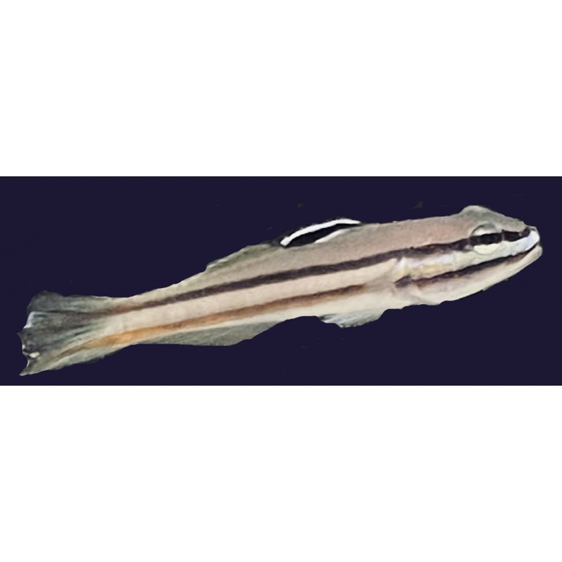 Railway Sleeper Goby (Valenciennea helsdingenii)