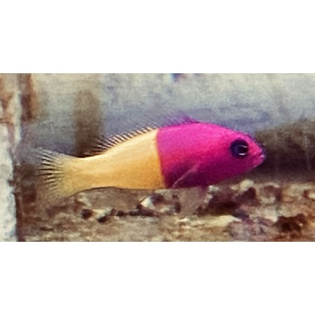 Bicolor Pseudochromis    (Pseudochromis Paccagnellae)