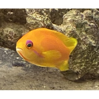 Orange Blue Eyed Anthias (Pseudanthias squamipinnis) face