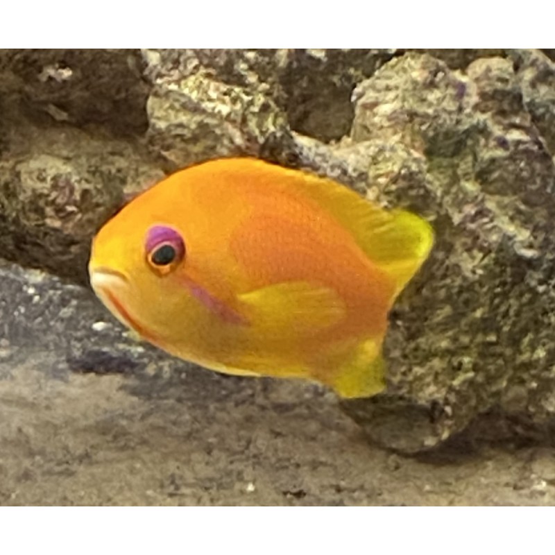 Salty Underground: Orange Blue Eyed Anthias (Pseudanthias squamipinnis)