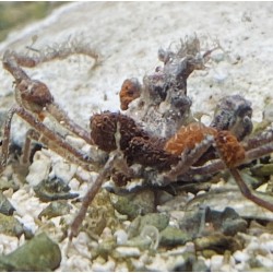 Arrow Decorator Crab (Stenorhynchus seticornis)
