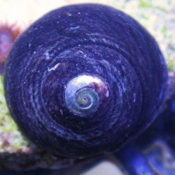 margarita snail 2-4-16.jpg