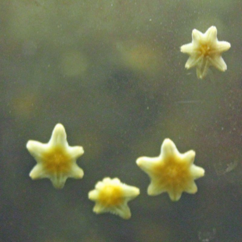 Astrea Starfish Food For Your Harlequin Shrimp      30 pack