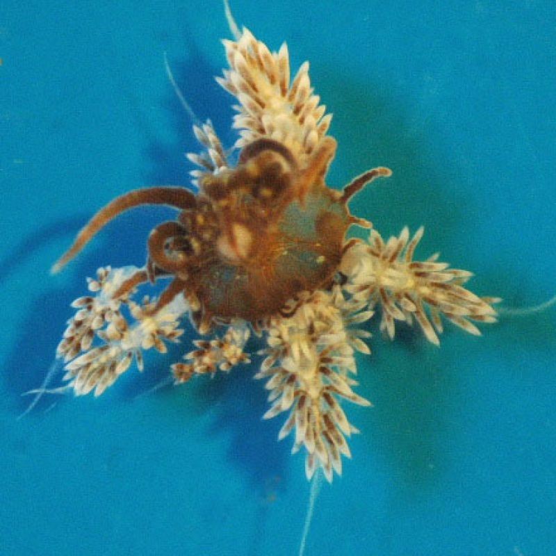 0.25 inch Berghia Nudibranch      Quantity 25