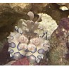 Harlequin Shrimp Hymenocera picta 4