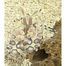 Harlequin Shrimp Hymenocera picta 3