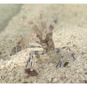 Harlequin Shrimp Hymenocera picta 2