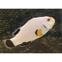 Platinum Clownfish (Amphiprion percula)