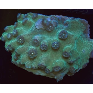 Aquaculture Pagoda Cup frag