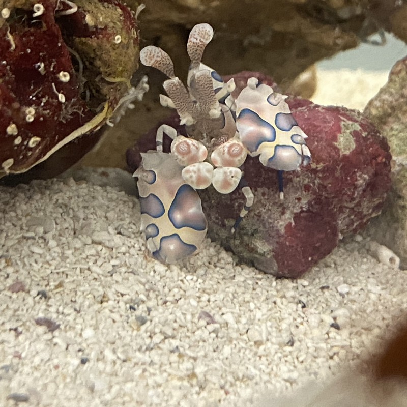 Harlequin Shrimp Hymenocera picta