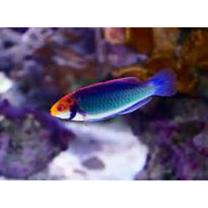 Red Head Solon Fairy Wrasse (Cirrhilabrus solorensis)