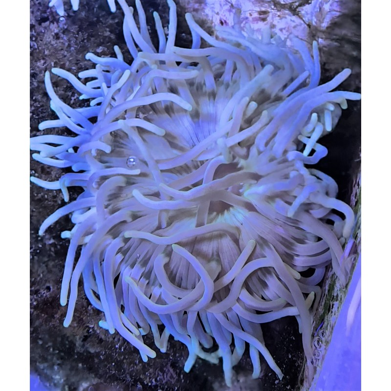 White Long Periwinkle Tentacle Anemone