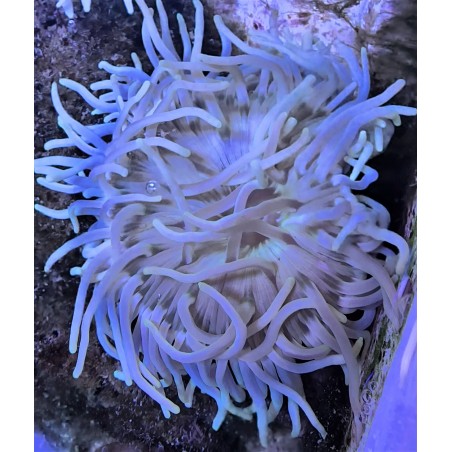 White Long Periwinkle Tentacle Anemone