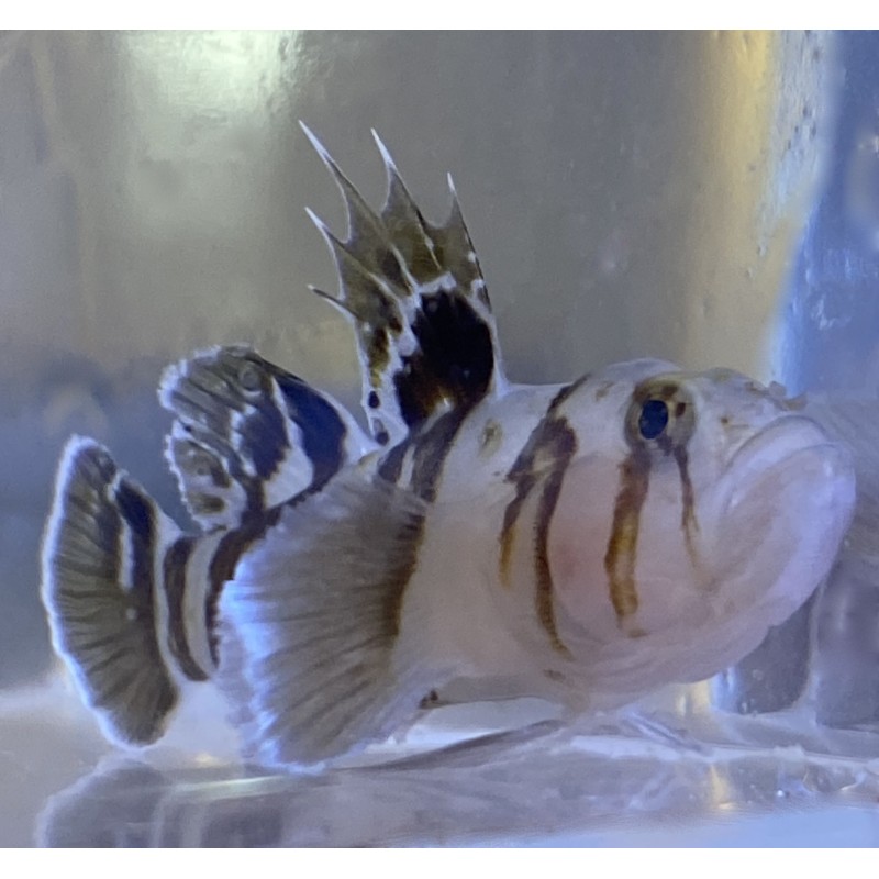 Black Barred Circus Goby (Priolepis nocturna) face