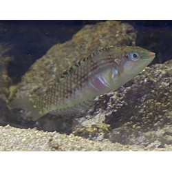 Pink Belly Wrasse (Halichoeres margaritaceus) side view