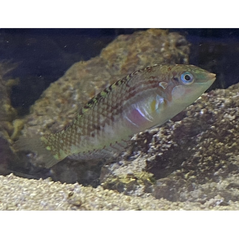 Pink Belly Wrasse (Halichoeres margaritaceus) side view