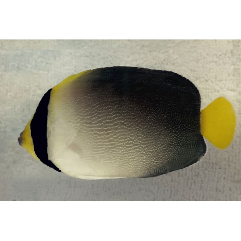 Singapore Angelfish (Chaetodontoplus mesoleucus)