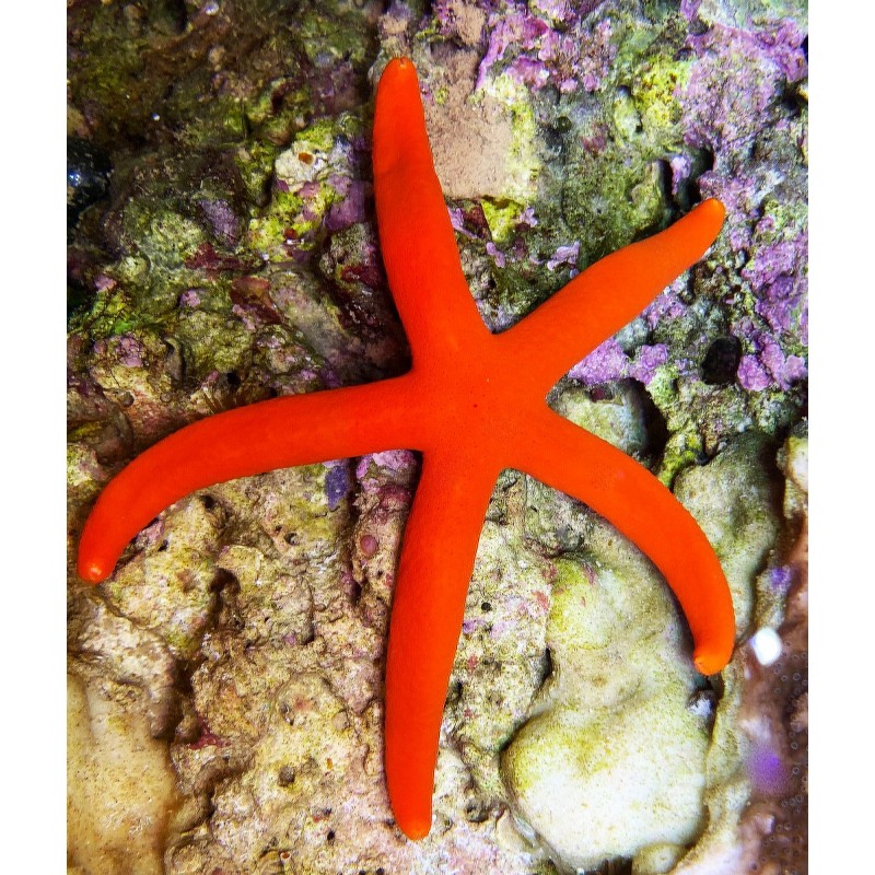 Orange Linckia Starfish (Linckia laevigata)