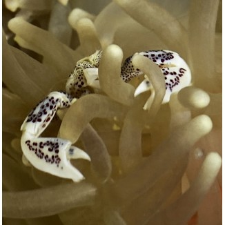 Anemone Crab 2