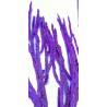 Purple Ribbon Gorgonian