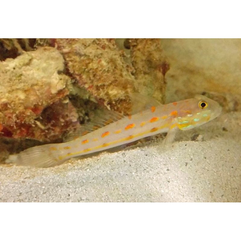 Orange Spotted Diamond Goby (Valenciennea puellaris)