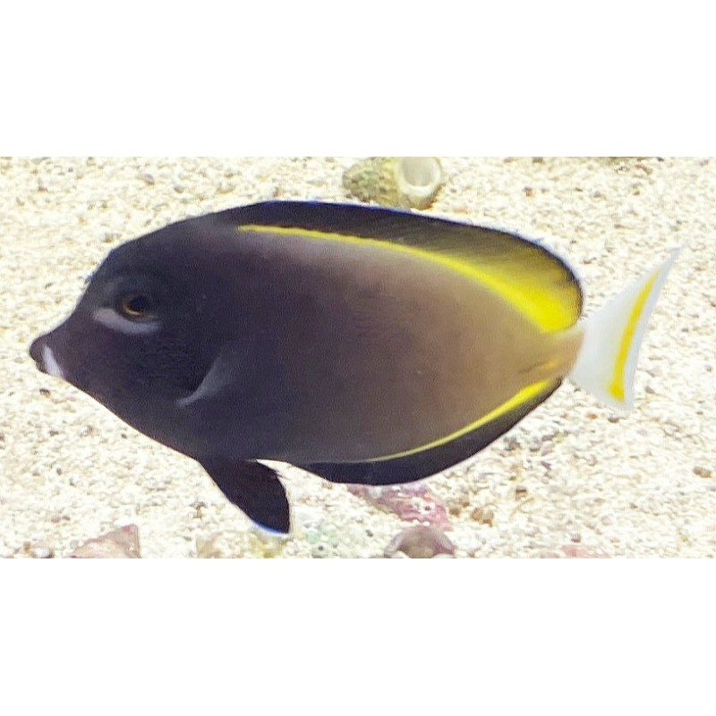 Gold Rim Tang (Acanthurus nigricans)