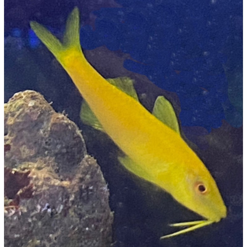 Yellow Goatfish (Parupeneus barberinus)