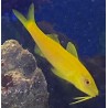 Yellow Goatfish (Parupeneus barberinus)