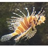 Dwarf Fuzzy Lionfish (Dendrochirus brachypterus)