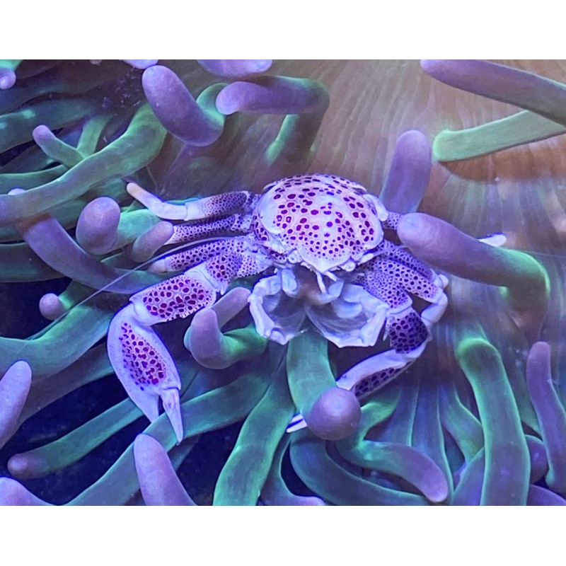 Anemone Crab