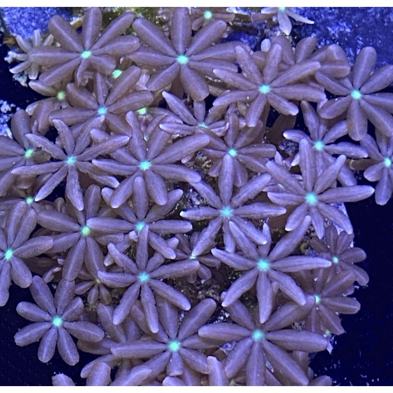 Salty Underground Daisy Polyp