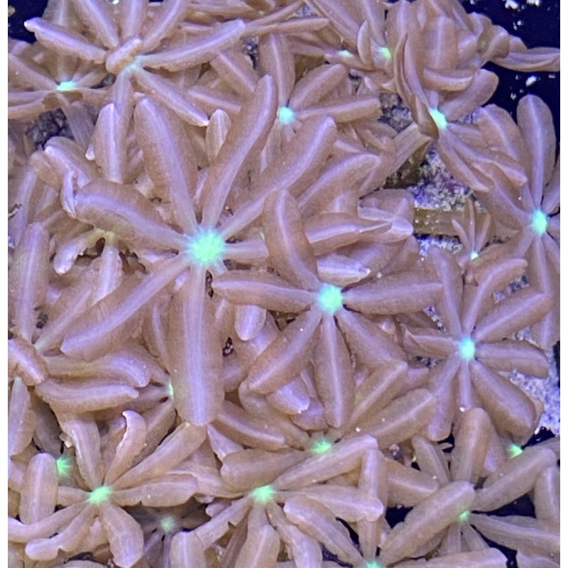 Salty Underground Daisy Polyp