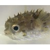 Shortspine Porcupinefish (Cyclicthys orbicularis)