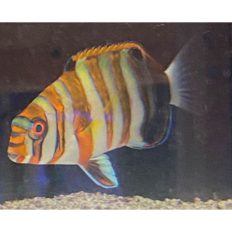 Harlequin Tusk Wrasse (Lienardella fasciata)