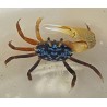 Blue Fiddler Crab