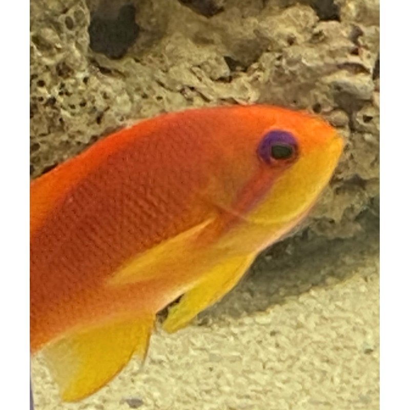 Orange Lyretail Anthias-female (Pseudoanthias squamipinnis)