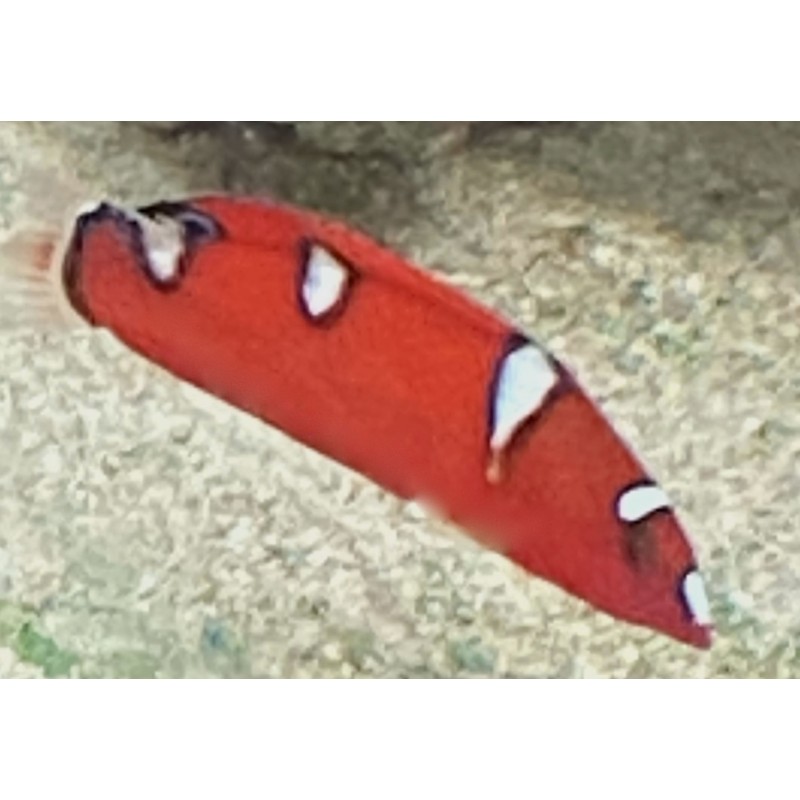 Red Coris Wrasse Juvenile (Coris gaimard)