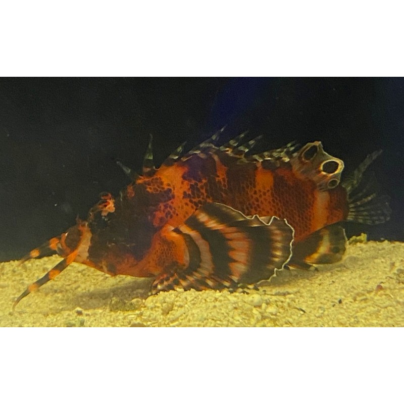 Fu Manchu Lionfish Dendrochirus biocellatus