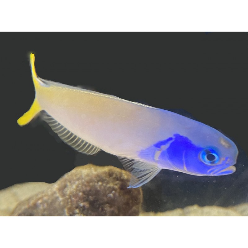 Bluejaw Tile Goby (Hoplolatius starcki)