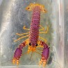 Purple Spiny Lobster (Enomopletapus sp.)