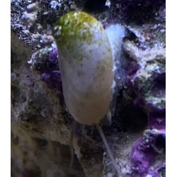 Stomatella snail 2