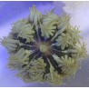 Ultra Zebra Rock Flower Anemone