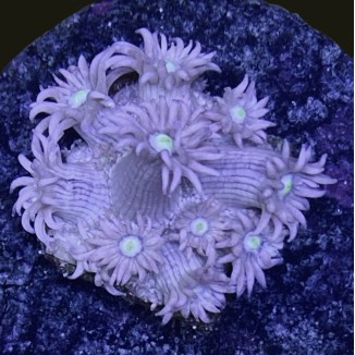 Green Eye Lavender Goniopora N1-2-5F